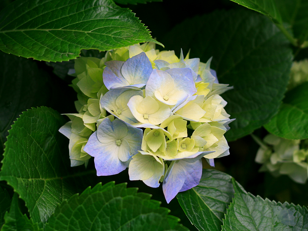 江淑芳