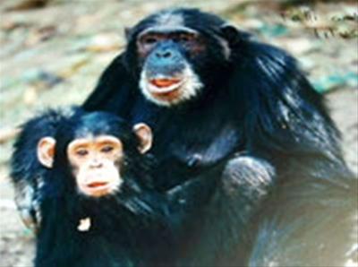 Jane Goodall and Chimpanzees